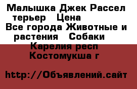 Малышка Джек Рассел терьер › Цена ­ 40 000 - Все города Животные и растения » Собаки   . Карелия респ.,Костомукша г.